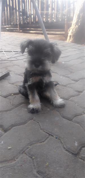 Miniature Schnauzers Puppies for sale