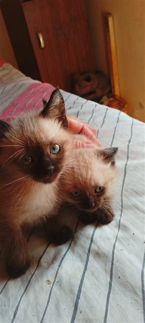 Siamese kittens 