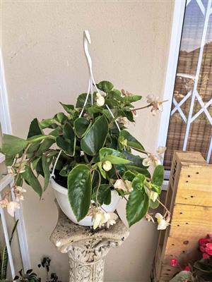 Dragonwing Begonia  Bowl/Hanging Basket 
