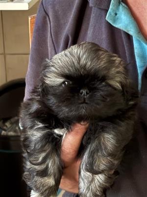 Pure breed female Pekingese 
