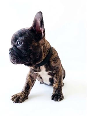 Frenchton puppies