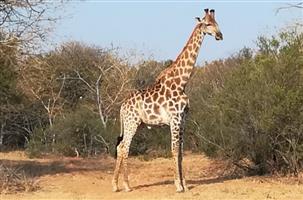 Accommodation at Leeupoort Holiday Town.. 