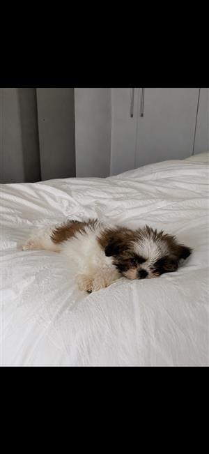 Female Shih Tzu puppy 