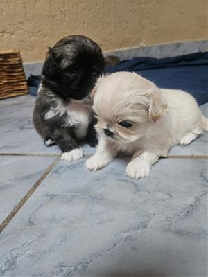 Pekingese puppies