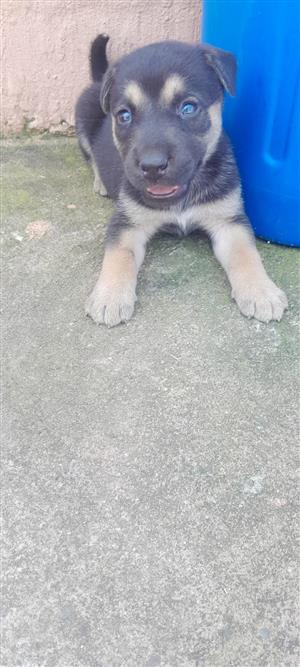 German sherperd x labordor pups