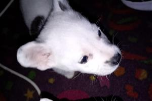 Pomeranian/Jack Russel mix 8 week old puppy