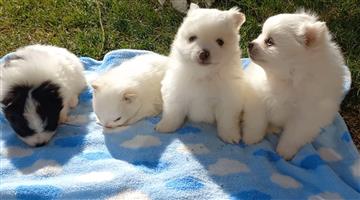 Pomeranian Toypom puppies