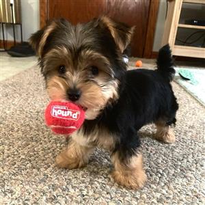 Yorkshire Terrier (Yorkie) Puppies for Sale 