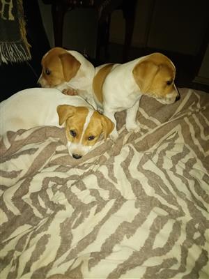pure bred jack Russell puppies 