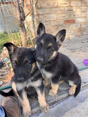 German Shepard puppies 