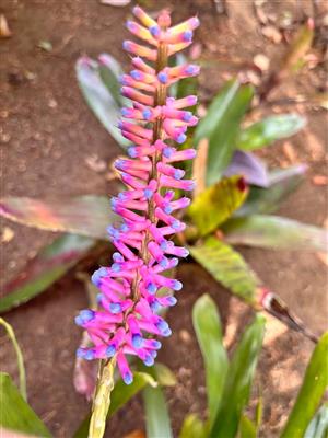 Bromeliads with flowers. 