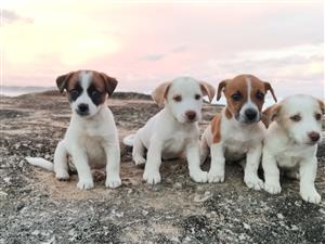 Thoroughbred minature jack Russell puppies 