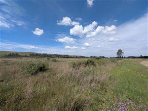 Biggest stand in Blue Saddle Ranches