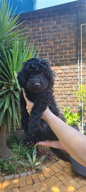 Miniature French Poodle Female Puppy Available