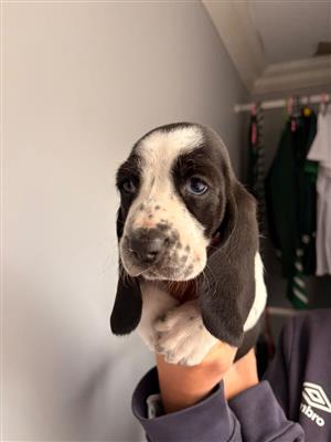 Basset hound puppies for sale
