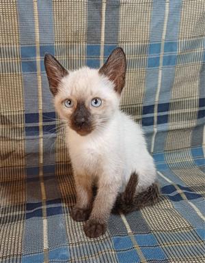 Siamese kittens 