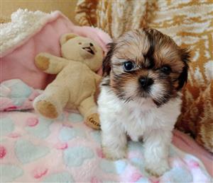 Shih-tzu female puppy