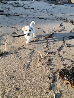 PUREBRED JACK RUSSELL PUPPIES 