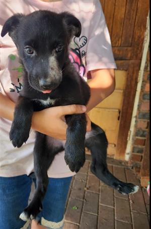 German Shepherd puppies 