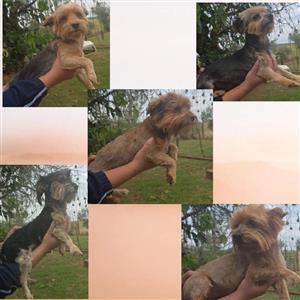 Breeding Yorkies for sale
