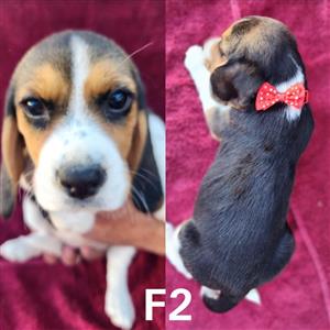Purebred Tri Color Beagle Puppies For Sale