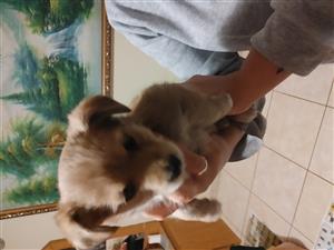 Yorkies Puppies for sale