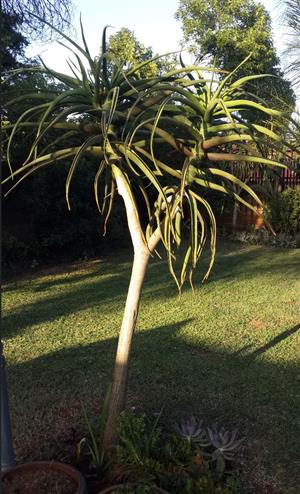 Kokerbome/Tree Aloe for Sale