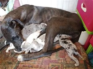 Greatdane puppies for sale 