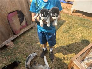 5 husky puppy's 3 mail an 2 females 