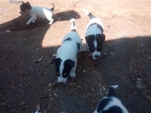 Fox terrier puppies