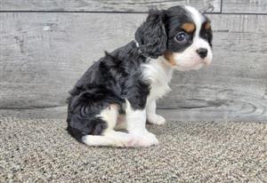 Cavalier king charles spaniel puppy for sale