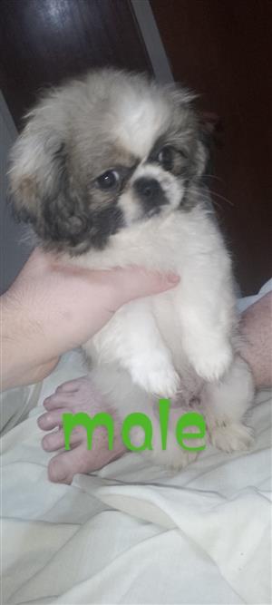 Pekinese puppies available 
