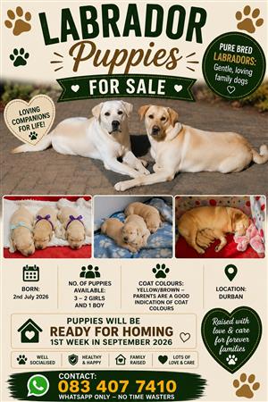 LABRADOR PUPPIES FOR SALE