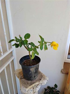 Radiant Scented Yellow Hybrid Rose 