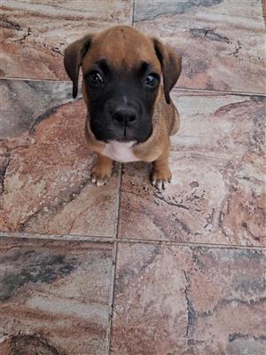 Rare Boxer Bull Puppies – Loyal Guardian Companions  - 1 left