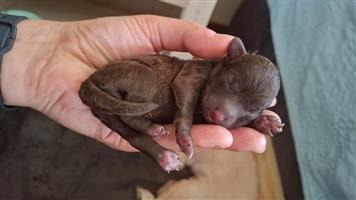 Miniature French poodles available 3 chocolate females innoculated and dewomed 