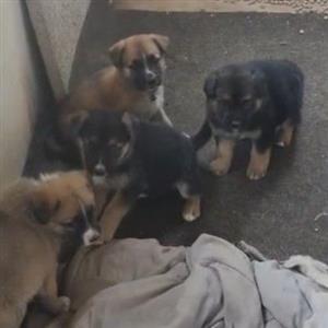 German shepherd cross puppies 