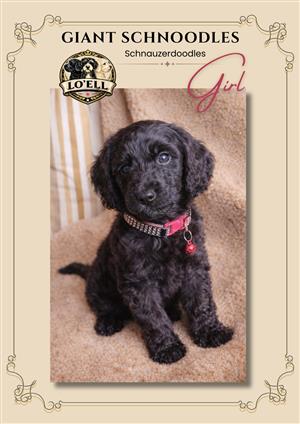 Doodles - Giant Schnoodles (Schnauzerdoodles)