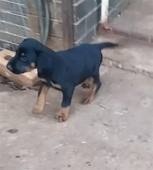 Pure bred DOBERMAN puppies 