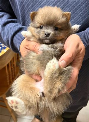 Lovely Pomeranians  for sale. 2 males and 3 females