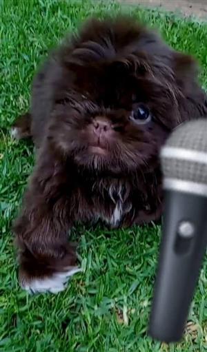 Shih Tzu Puppy 