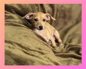 Chiweenie puppy