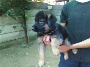 German Shepherd puppies 