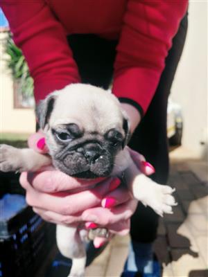 Pug Puppies for sale