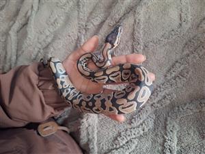 Snake (spotnose ball python)