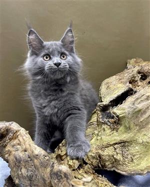 Maine Coon Kittens for Sale in South Africa