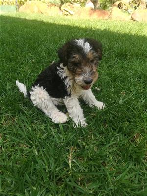 Male Wire Hair Fox Terrier Puppies For Sale