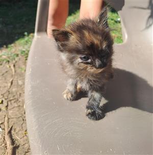 Baby kittens for sale 