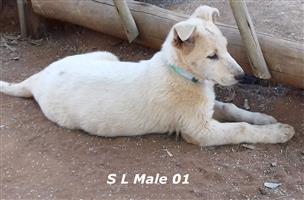 White Swiss Shepherd Puppies (Pure bred)