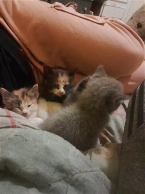 Baby kittens up for sale 